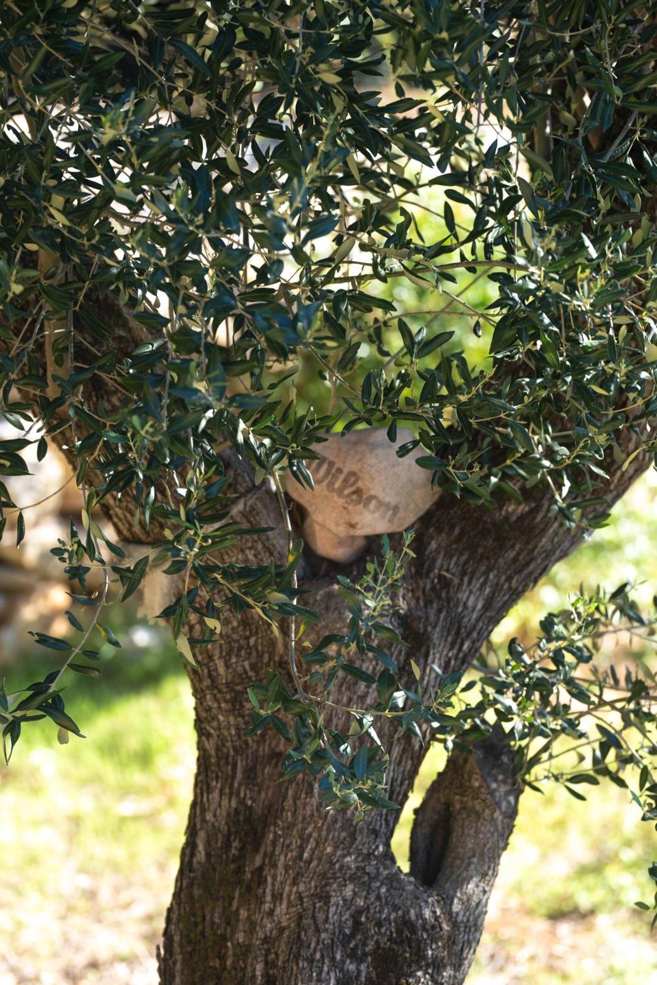 Villa Mia Filomena Sevid Esterno foto